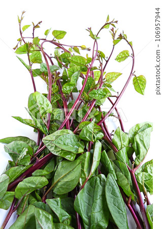 紅莖鶴村崎 106957944