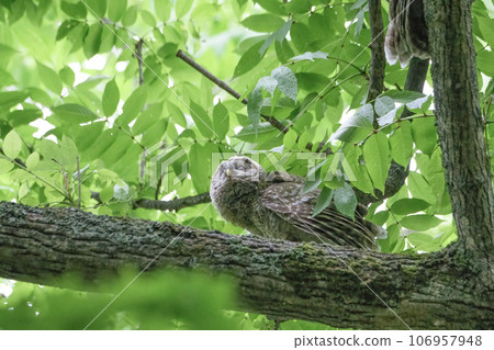 Has it stopped raining? Has it stopped raining? 106957948