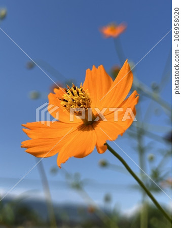 黃波斯菊 黃波斯菊 106958020