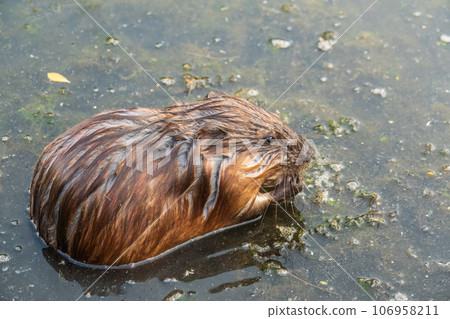 Wild animal Muskrat, Ondatra zibethicuseats, eats on the river bank Wild animal Muskrat, Ondatra zibethicuseats, eats on the river bank 106958211