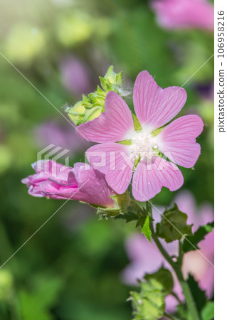 Big pink and red delicate flowers of mallow in bloom with green leaves and buds closeup, summer flowers background, Big pink and red delicate flowers of mallow in bloom with green leaves and buds closeup, summer flowers background, 106958216
