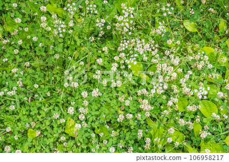 Green field with lot of clover white flowers in top down view on vibrant spring grass 106958217