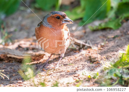 Common chaffinch, Fringilla coelebs, sits on the ground in spring. Common chaffinch in wildlife. Common chaffinch, Fringilla coelebs, sits on the ground in spring. Common chaffinch in wildlife. 106958227