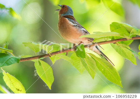 Common chaffinch, Fringilla coelebs, sits on a branch in spring on green background. Common chaffinch in wildlife. 106958229