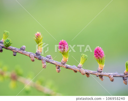 Larch tree fresh pink cones blossom at spring on nature background Larch tree fresh pink cones blossom at spring on nature background 106958240