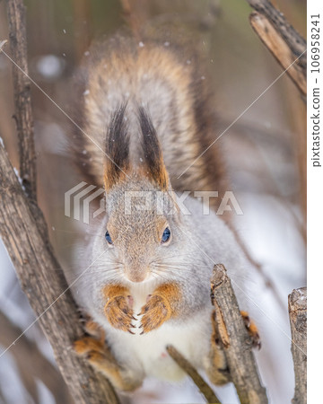 The squirrel sits on a branches without leaves in the winter or autumn 106958241