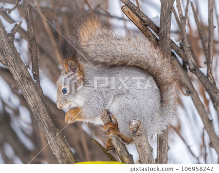 The squirrel with nut sits on tree in the winter or late autumn The squirrel with nut sits on tree in the winter or late autumn 106958242