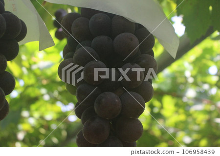 葡萄(尼亞加拉) 葡萄(尼亞加拉) 106958439