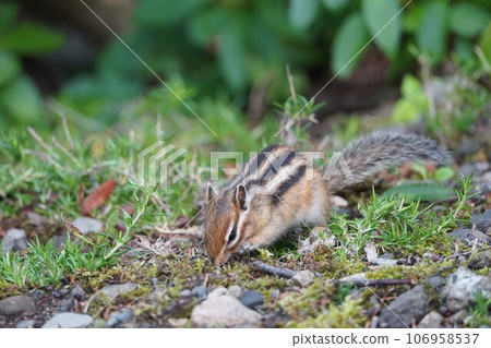 What are you looking for? cute chipmunk 106958537