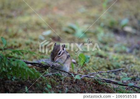 Cute chipmunk with hands together Cute chipmunk with hands together 106958538