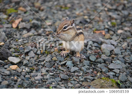 Cute chipmunk with hands together Cute chipmunk with hands together 106958539