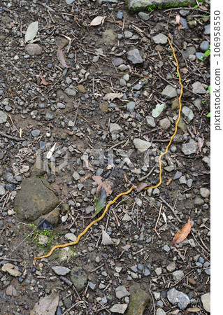 哦Misuji bipalium 106958550