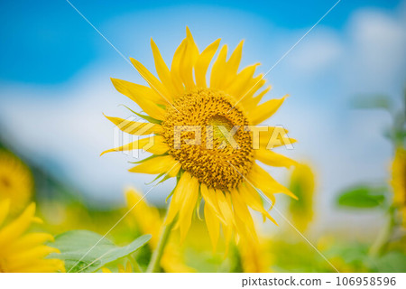 Sunflowers in full bloom in summer 106958596