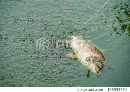 還劍湖小魚圍著魚群 還劍湖小魚圍著魚群 106958684