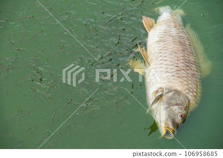 Small fish swarm around fish in Hoan Kiem Lake Small fish swarm around fish in Hoan Kiem Lake 106958685