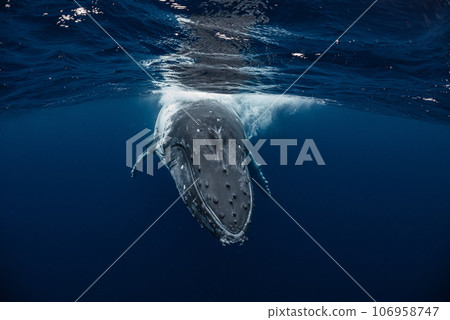 Humpback whale 106958747