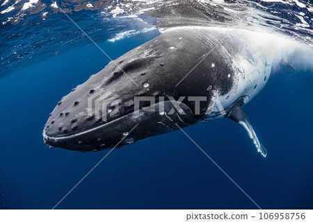 Humpback whale Humpback whale 106958756