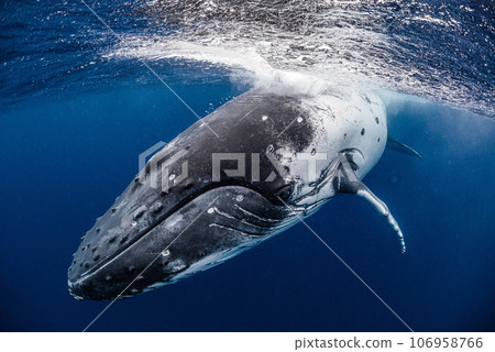 座頭鯨 106958766