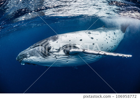 Humpback whale 106958772