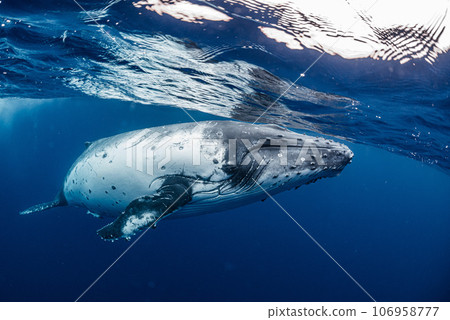 Humpback whale 106958777