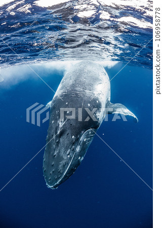 Humpback whale 106958778