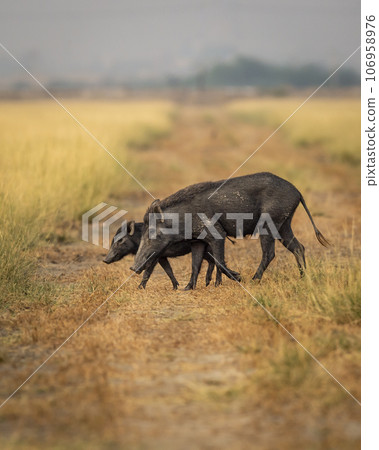 wild Indian boar or Andamanese or Moupin pig or Sus scrofa cristatus family mother and her young baby crossing forest track or road side profile closeup at national park or forest of central india 106958976