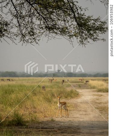 wild young blackbuck or antilope cervicapra or indian antelope roadblock with eye contact and group or herd or family in grassland landscape background of tal chhapar sanctuary rajasthan india asia 106958982