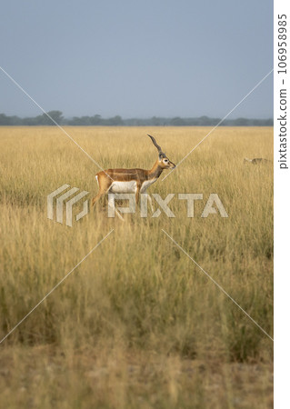 wild male blackbuck or antilope cervicapra or indian antelope side profile in grassland of tal chhapar sanctuary rajasthan india asia wild male blackbuck or antilope cervicapra or indian antelope side profile in grassland of tal chhapar sanctuary rajasthan india asia 106958985