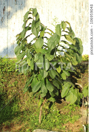 Popop wood Popop wood 106959048