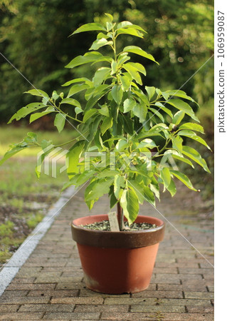 Avocado Tree Avocado Tree 106959087