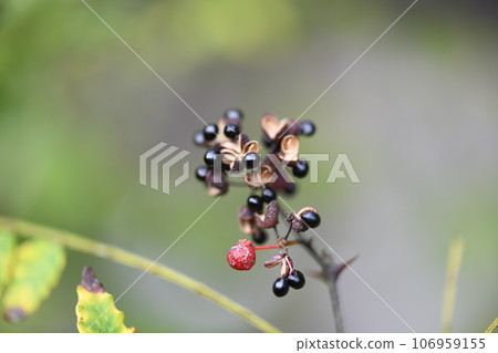 Sansho seeds Sansho seeds 106959155