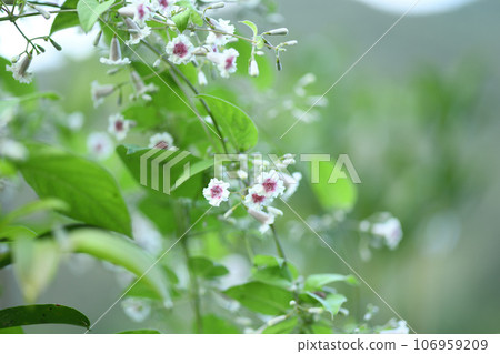 Pretty flower [Yatobana] 106959209