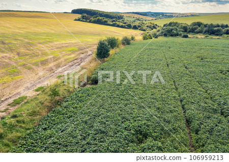 Aerial view of a cultivated agricultural soybean field and arable field. Rural landscape in summer 106959213
