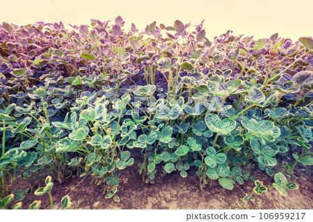 Cultivated agricultural soybean field. Rural landscape in summer 106959217