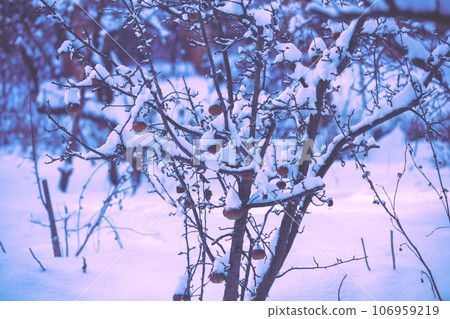 Snowy apple orchard. Unharvested apples on the tree covered with snow Snowy apple orchard. Unharvested apples on the tree covered with snow 106959219