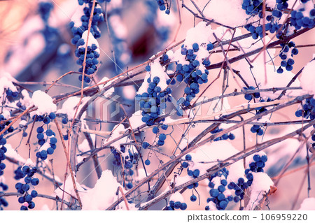 Unharvested red wine grapes covered with snow on a vine in winter 106959220