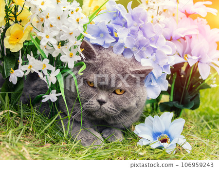 Cute blue British shorthair cat resting in artificial flowers on the grass in the spring garden 106959243
