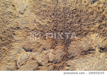 Top view of a wheat field after a storm. Abstract nature background 106959245