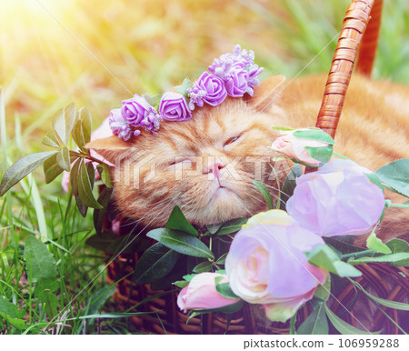 Cute ginger British shorthair cat wearing a floral crown lying in a basket in the garden Cute ginger British shorthair cat wearing a floral crown lying in a basket in the garden 106959288