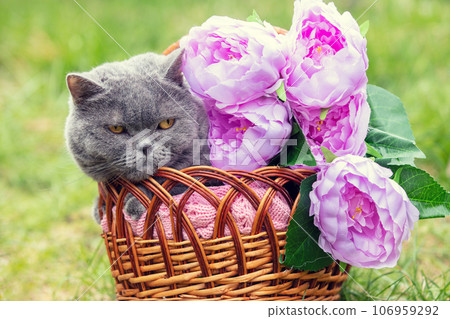 Cute blue British Shorthair cat resting in a basket with peony flowers in a spring garden 106959292