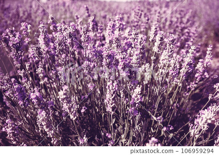Vintage flowering Lavender field in summer during sunrise. Nature background 106959294