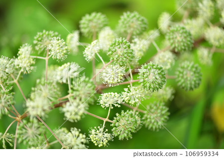 Udo（單生）花 106959334