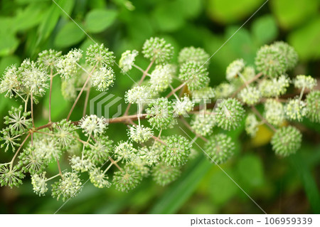 Udo（單生）花 106959339