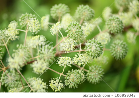 Udo（單生）花 106959342