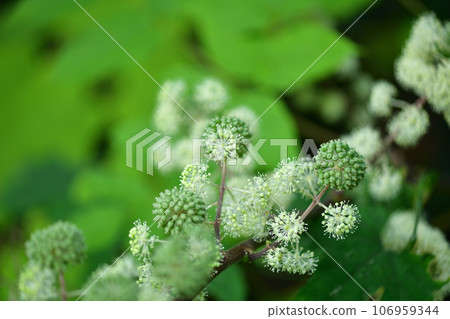 Udo(單生)花 Udo(單生)花 106959344