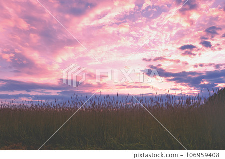 Wheat field with evening sky in summer. Rural landscape nature Wheat field with evening sky in summer. Rural landscape nature 106959408