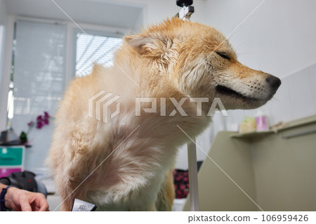 Pet professional master groomer blow drying corgi welsh pembroke dog after washing in grooming salon. Pet professional master groomer blow drying corgi welsh pembroke dog after washing in grooming salon. 106959426