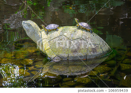 龜幹殼 龜幹殼 106959439