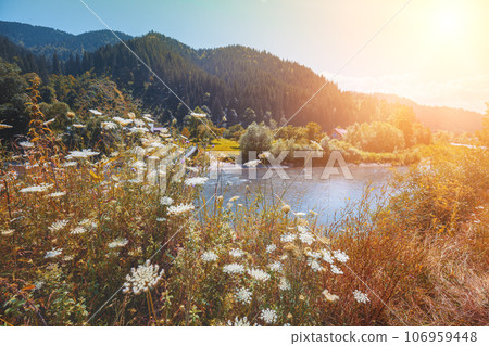 Beautiful summer landscape with mountain river on a sunny day. Black Cheremosh River, Ukraine, Europe Beautiful summer landscape with mountain river on a sunny day. Black Cheremosh River, Ukraine, Europe 106959448