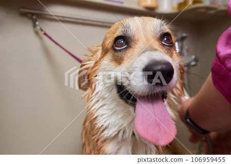 Funny portrait of a welsh corgi pembroke dog showering with shampoo. Dog taking a bubble bath in grooming salon. Funny portrait of a welsh corgi pembroke dog showering with shampoo. Dog taking a bubble bath in grooming salon. 106959455